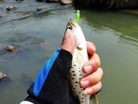 以路亚杆用不用挂饵钓鱼的利弊分析（探讨以路亚杆无饵钓法的优势和劣势，为你提供更多钓鱼选择）