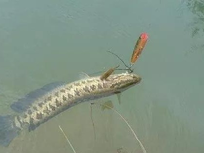 路亚钓鱼的最佳时机（探寻最佳钓鱼时间，助你成功钓到更多路亚鱼）