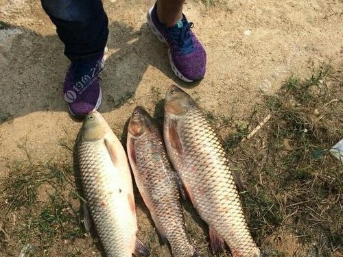 以水太大如何用路亚钓鱼最好（水流强劲，路亚技巧助你成功）