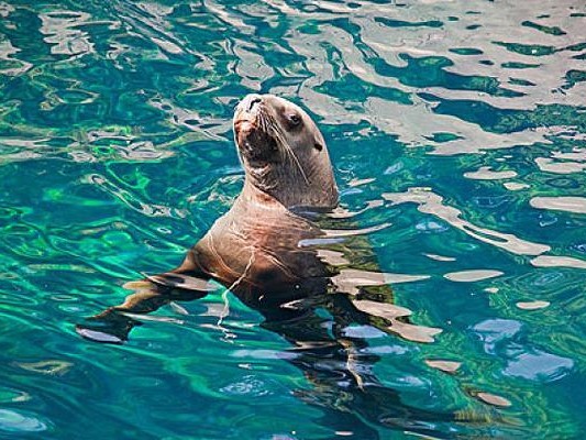 海狮的游泳技巧探秘（发现海狮在水中的精湛表演）