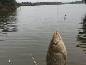 高安路亚钓鱼点的鱼种和特色（探索高安路亚钓鱼点的丰富生态和独特经验）