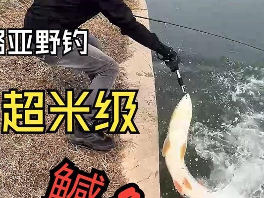路亚钓鱼入门基本功（打造钓鱼达人，从路亚开始）