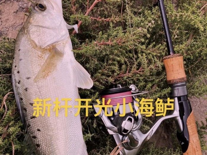 钓路亚海鲈的最佳饵料选择（有效吸引海鲈的诱饵及钓鱼技巧）