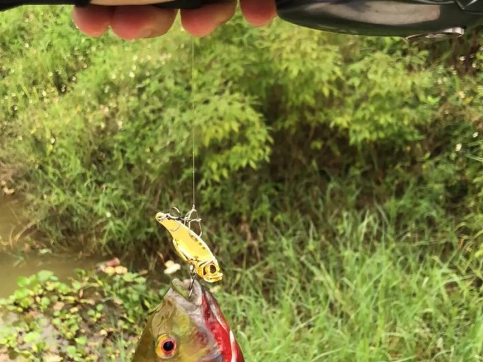 新手路亚水库钓鱼的饵料选择（钓鱼新手必看，路亚水库钓鱼的饵料选择技巧大揭秘）