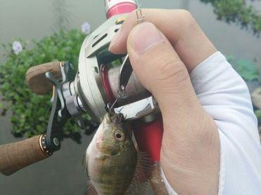 掌握高效快速的路亚钓鱼技巧（如何利用路亚钓鱼法迅速、准确地捕获鱼群）
