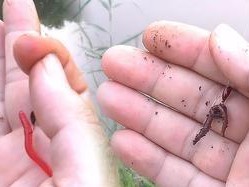 以路亚钓鱼用蚯蚓的技巧与经验（提升钓鱼成功率的关键是掌握蚯蚓的使用方法）