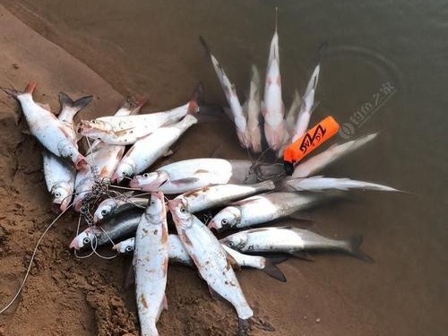 以路亚钓场不钓鱼，你还可以去吗？（探索以路亚钓场的其他乐趣，让你爱上这个运动）