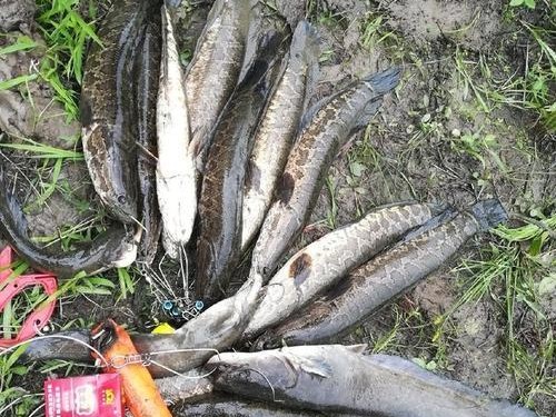 探寻夏季路亚钓鱼的最佳时机（盘点夏季路亚钓鱼的黄金时间和技巧）