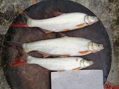 路亚湖面钓鱼的最佳饵料选择（探寻湖面上的钓鱼美味，选择最佳路亚饵料）