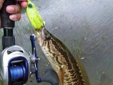 白浪河路亚钓鱼的最佳饵料选择（探索白浪河畔，揭秘成功的钓鱼秘笈）