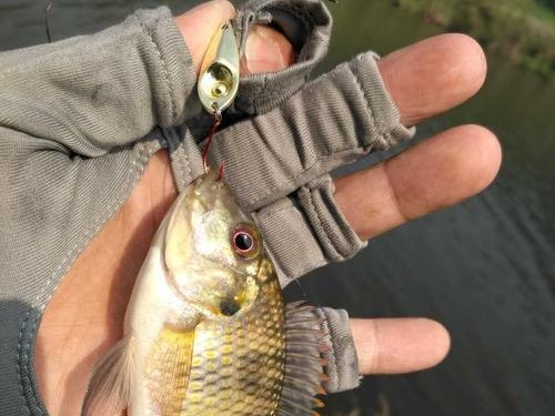解决路亚冷天钓鱼没口的问题（有效应对寒冷天气下路亚钓鱼没口的解决方法）