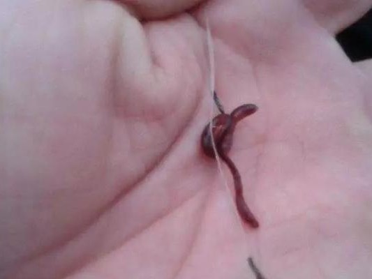 以路亚竿挂蚯蚓的底钓技巧（让你的底钓更有效，提高钓鱼成功率！）