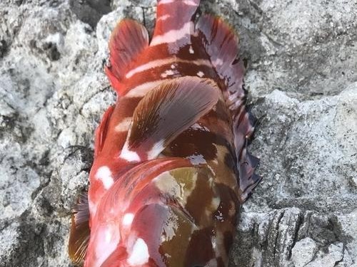 石斑鱼钓鱼技巧大揭秘（路亚钓法让你轻松捕获石斑鱼）
