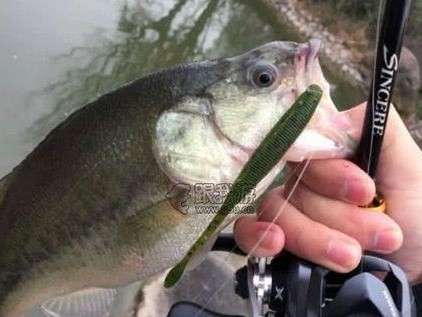 夏季路亚钓鱼的最佳时机（探寻夏季路亚钓鱼的黄金时间段）