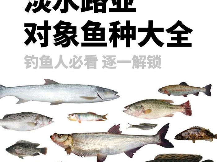 探索路亚钓鱼的必备装备（路亚钓鱼装备清单及技巧指南）