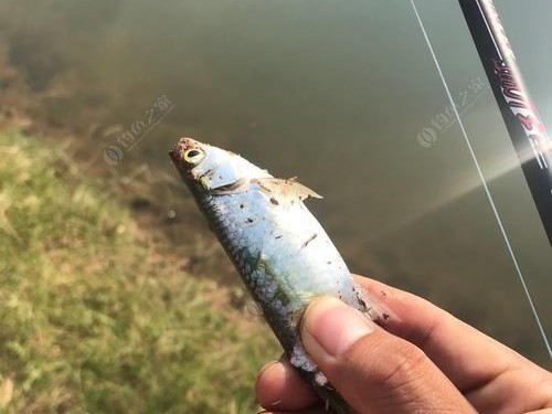 小溪钓鱼的路亚饵选择指南（提升钓鱼效果的关键——选择适合小溪的路亚饵）