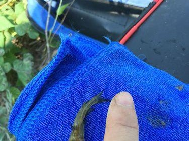 路亚钓法技巧之泥鳅控饵秘籍（提高成功率的关键是掌握控饵技巧）