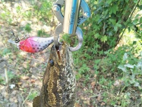 路亚黑鱼钓鱼攻略（选择合适的饵料，轻松钓获黑鱼）
