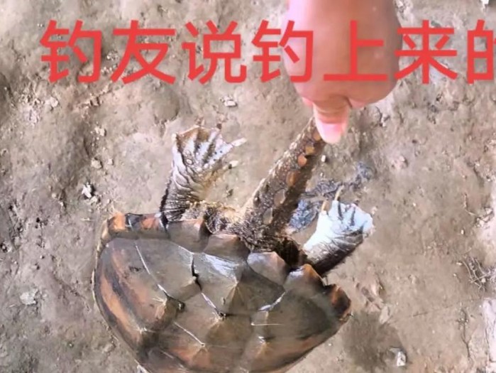 探讨路亚钓鱼的最佳技巧（揭秘路亚钓鱼的高效策略，助您成为大师级钓手）