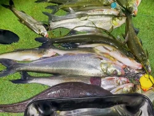 路亚钓鱼的最佳时段及适合的鱼种选择（发现适合你的路亚钓鱼时间和鱼种！）
