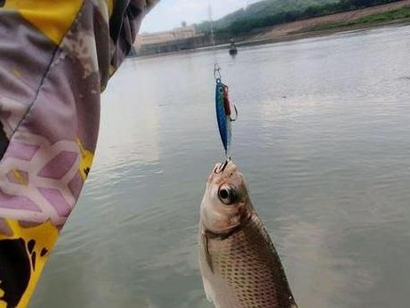 玩路亚杆钓鱼的最佳选择（探索不同鱼种适合路亚杆钓的技巧与经验）